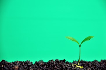 Young plant growing in soil on green background. environment and earth ecology concept.