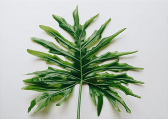 Selloum leaf on white background