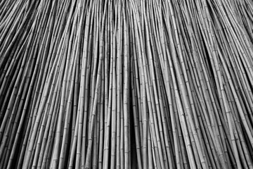 Group of long tall bamboo stalks, low angle in black and white, in Jaipur, Rajasthan, India