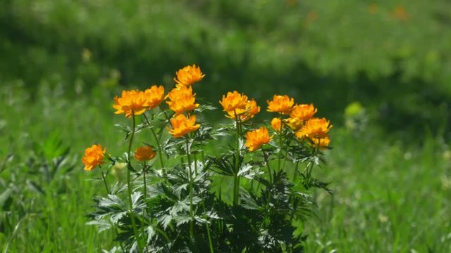 Picturesque meadow in flowers against the background of mountains and fir-trees. The orange flowers shaking on wind on a meadow.