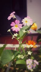 Obraz premium Pink Primula vulgaris flower, primrose, with soft pastel pink petals and yellow center with indoors garden background