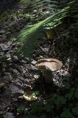 Boletus under leaves of fern in the woods