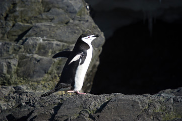 Ping&uuml;inos b&aacute;rbijo en la pen&iacute;nsula Ant&aacute;rtica.