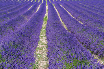 Obraz na płótnie Canvas French landscape - Drome. The fields of lavender in the Provence (France).