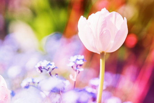 Spring tulps flowers on blurred macro background. Spring or summer border template with copy space. Romantic greeting card. Blooming flowers on sunny day. Beautiful flowering springtime.