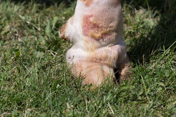 Cow's hoof on grass