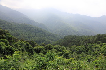 The forest in Tam Dao 