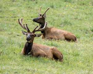 Two bull elk Rocky Mountain National Park