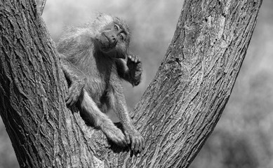 Entspanntes Kratzen 2