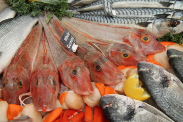 A Fishmongers Display of Fresh Whole Gurnard Fish.