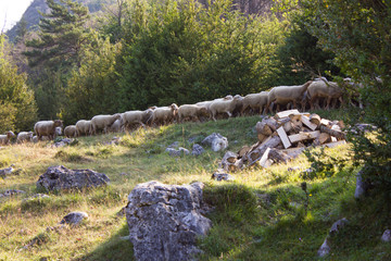 Flock of sheep in the vercors, french alps