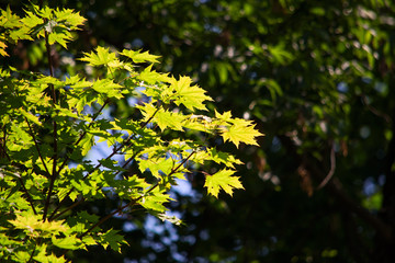 Branches of young maple is close