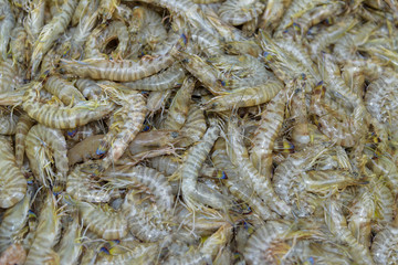 Fresh prawns lie on the cold ice. Seafood market in Israel. Fresh seafood