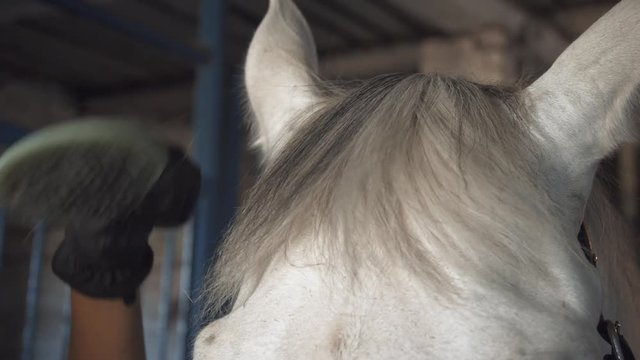 Young girl is combing a horse's head in a stall. Care for animals. Close-up.