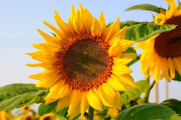 Closeup of Sunflowers in a farm field in Taiwan