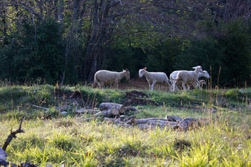 Obraz na płótnie Canvas sheeps with lambs in the vercors, french alps.
