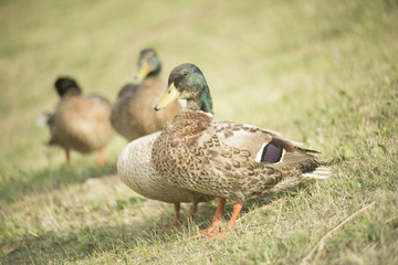 Ducks in a pond