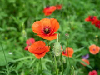 one red poppy on a sunny day closeup