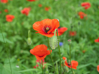 field with red poppies summer day