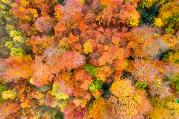 Beautiful forest trees in autumn with colorful leafs as aerial view and template