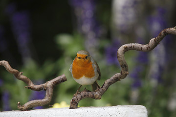 Rotkehlchen (Erithacus rubecula) sitzt auf Ast