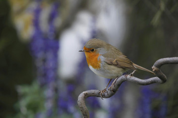 Rotkehlchen (Erithacus rubecula) sitzt auf Ast