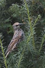 Star (Sturnus vulgaris) sitzt in Eibe