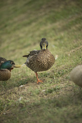 Ducks in a pond
