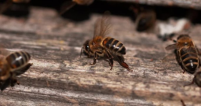 European Honey Bee, apis mellifera, Bees standing at the Entrance of The Hive, Bees doing Ventilation, Bee Hive in Normandy, Slow motion 4K