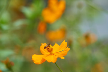 Orange flower with bee 