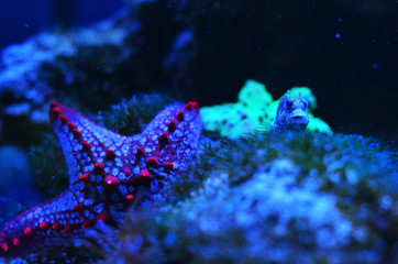 Starfish behind stones overgrown with moss and algae