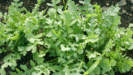 Juicy green rucola grows in the garden