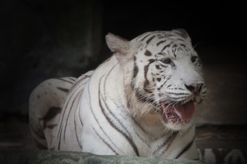 close up of a white tiger