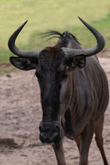 Portrait of a blue wildebeests