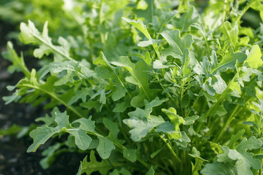 Juicy green rucola grows in the garden