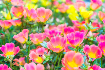 Beautiful colorful Purslane flower in the garden