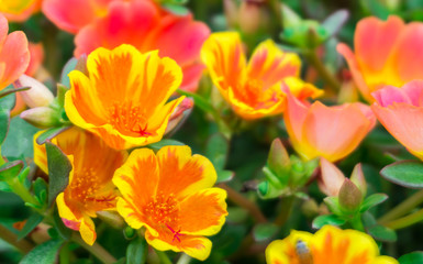 Beautiful colorful Purslane flower in the garden