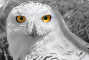 Obraz premium Weiße Schneeeule Nahaufnahme Portrait (Bubo scandiacus) 