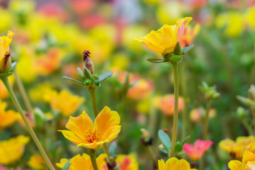 Beautiful colorful Purslane flower in the garden