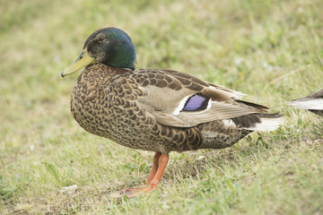 Ducks in a pond
