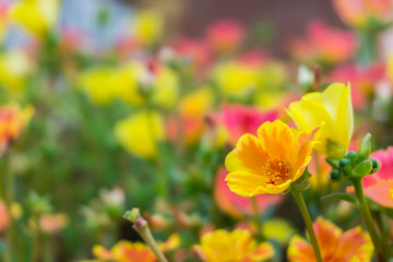 Beautiful colorful Purslane flower in the garden