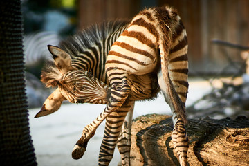 Zebra