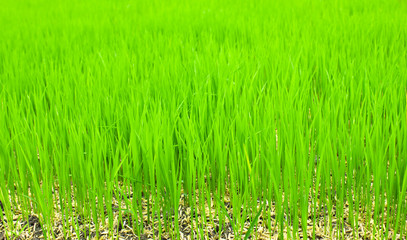 rice field in north Thailand, nature food landscape background.