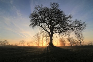 Sonnenstrahlen und Baum im Winter, Konzept Baumbestattung, Naturbestattung, Bestattungsarten 