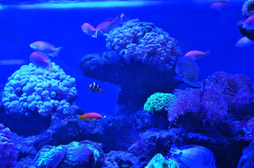 Many fish swim among the stones and corals