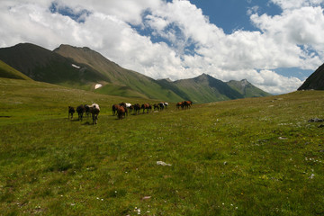 Fototapeta na wymiar Horses grazing in mountain meadows in the Arkhyz.