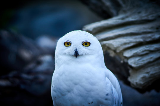 Schneeeule