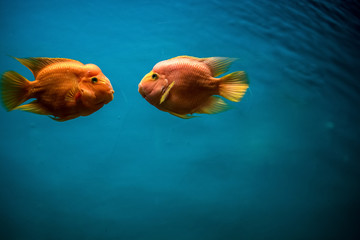 Kissing fish from aquarium