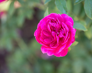 Single hot pink rose
