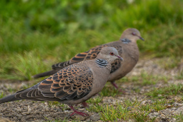 Himalayan bird Dove